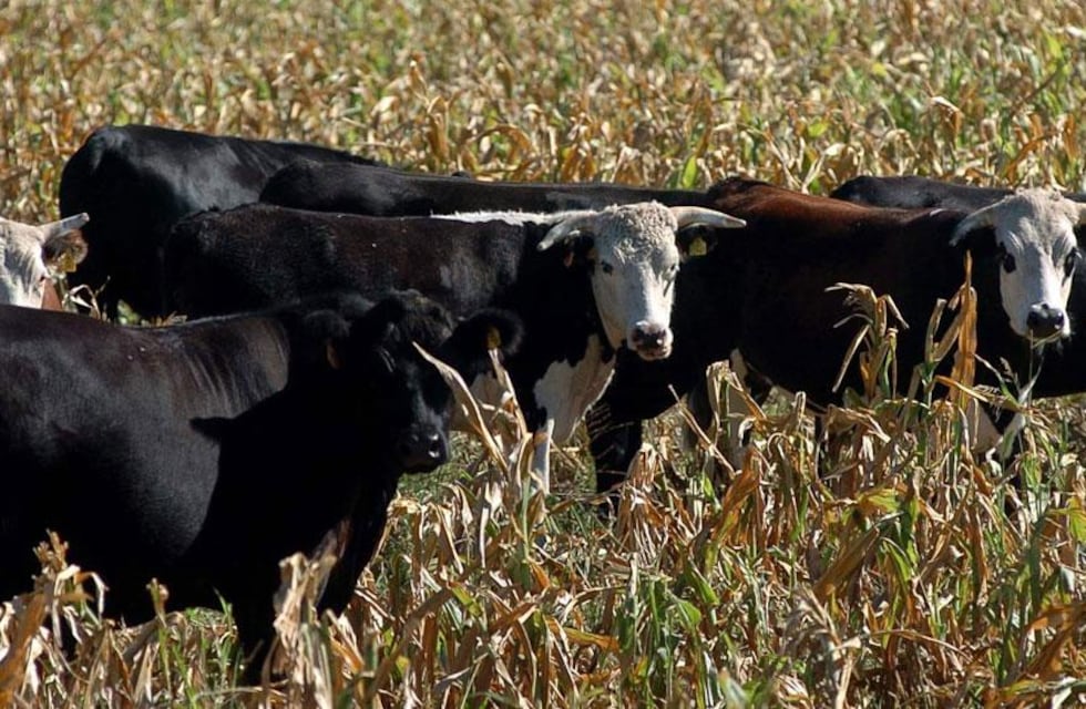 Consejos de la Sociedad Rural de Tres Arroyos: Proteja su hacienda, cuide su campo