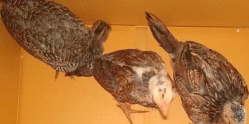 Sustrajo gallinas a su vecino en Aristóbulo del Valle y terminó detenido.