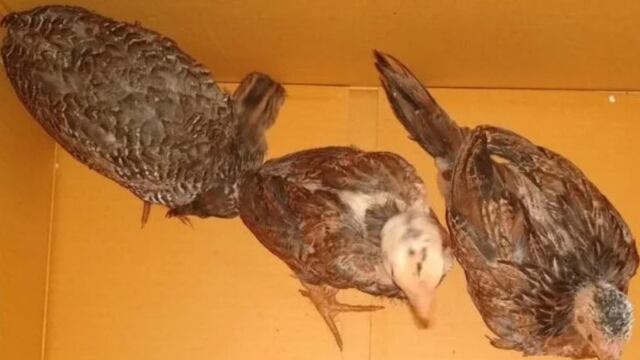Sustrajo gallinas a su vecino en Aristóbulo del Valle y terminó detenido.