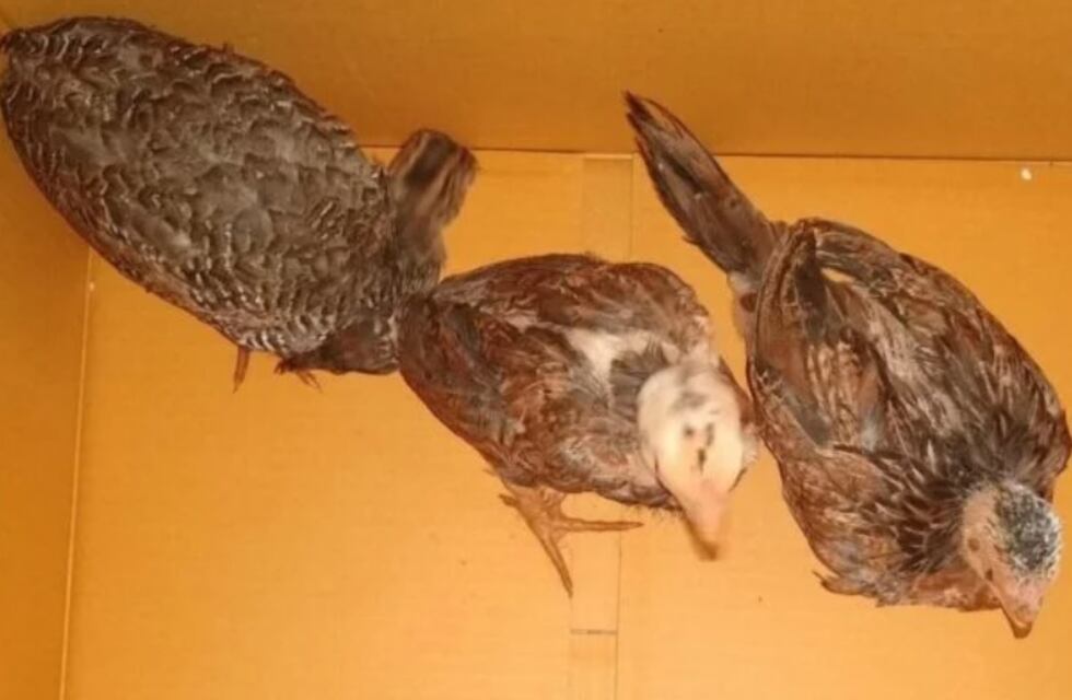 Sustrajo gallinas a su vecino en Aristóbulo del Valle y terminó detenido