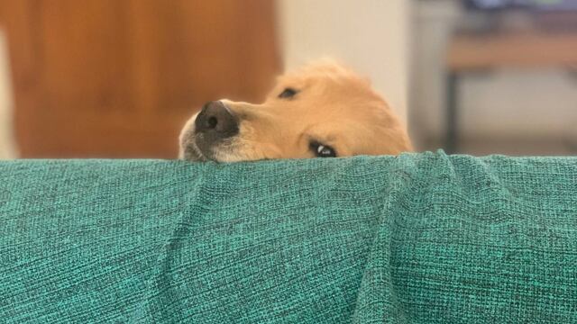 Dónde vacunar a mi perro en Tandil: horarios y lugares en la ciudad