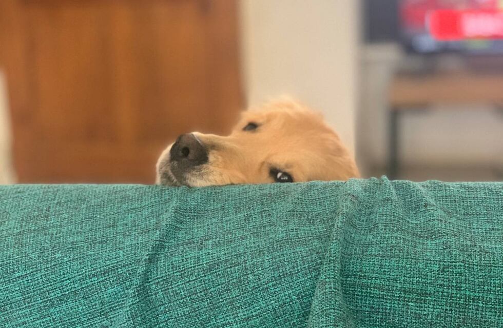 Dónde vacunar a mi perro en Tandil: horarios y lugares en la ciudad