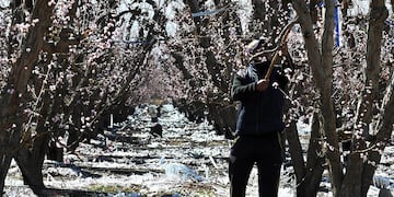 La helada afectó más a General Alvear. Imagen ilustrativa.