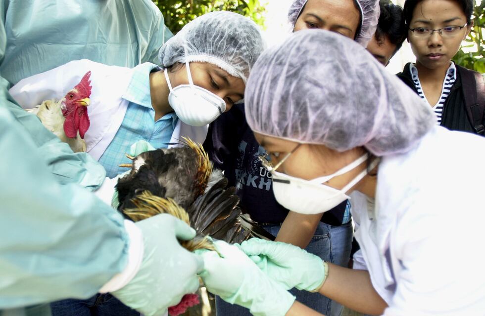 Alerta, gripe aviar: refuerzan en Jujuy controles fronterizos con Bolivia