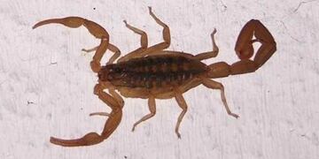 PICADURA DE ALACRÁN. El chico fue llevado a tres hospitales, donde no tenían suero o las dosis no eran suficientes.