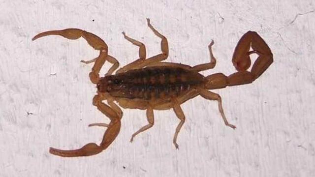 PICADURA DE ALACRÁN. El chico fue llevado a tres hospitales, donde no tenían suero o las dosis no eran suficientes.