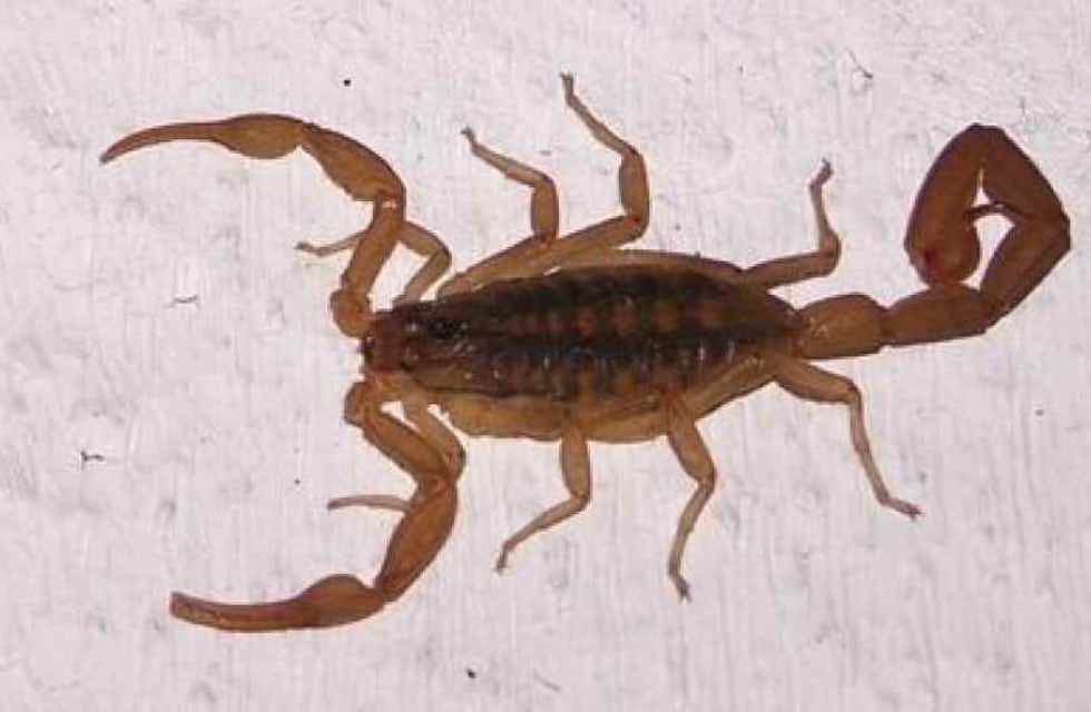 Picadura de alacranes en Córdoba: aseguran que aumentan cada año