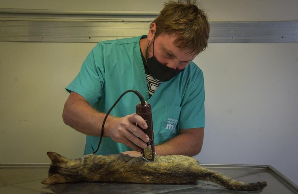 Nuevas ubicaciones de los quirófanos móviles para animales