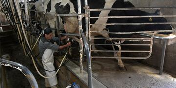 Mendoza 09 Agosto de 2021 Economía
Tambero Luis Oscar Gonzalez.
Historias diarias. El tambero Luis Oscar González (61), trabaja en el Tambo Guercio, ubicado en Bermejo Guaymallén desde hace 17 años.
Desde niño se dedica al cuidado de ganado y de ordeñar vacas.
Foto: Orlando Pelichotti / Los Andes