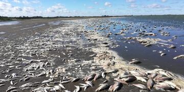Aparecieron miles de peces muertos en la Laguna de Gómez en Junín