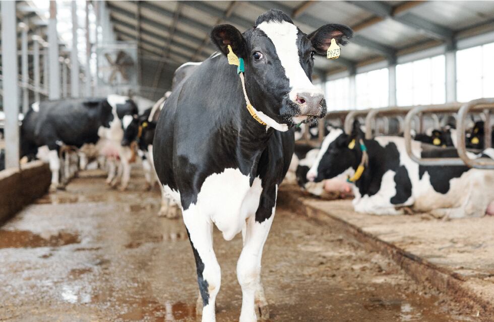 Empresas ganaderas y lecheras mayo 2023