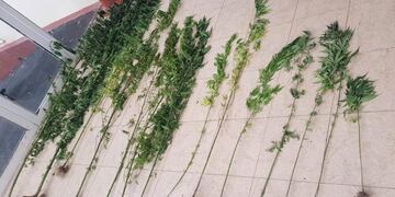 El detenido de 31 años tenía un mini cultivo de cannabis sativa en la casa.