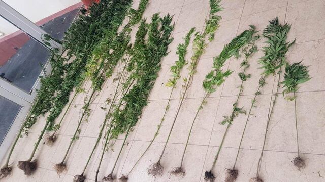 El detenido de 31 años tenía un mini cultivo de cannabis sativa en la casa.