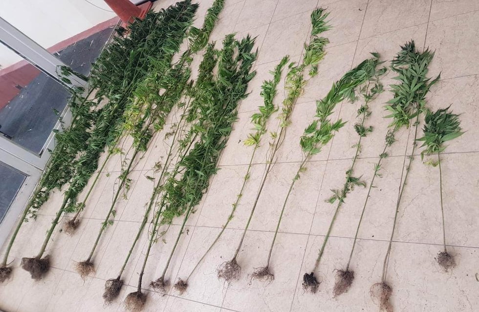Tenía una plantación de marihuana en la casa