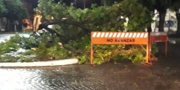 Árboles caídos por la tormenta en Rafaela