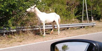 ID:6812613 vecinos advierten por el peligro de animales sueltos en el Camino del Cuadrado.
caballos 
Benita Cuellar