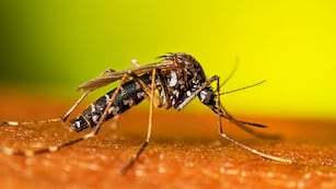 Cuáles son los métodos efectivos contra los mosquitos que combinan barreras físicas, repelentes químicos y rutinas cotidianas.