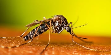 Cuáles son los métodos efectivos contra los mosquitos que combinan barreras físicas, repelentes químicos y rutinas cotidianas.