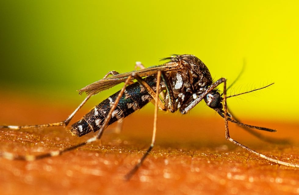 Fáciles y efectivos: cuatro formas de combatir a los mosquitos que están en las casas