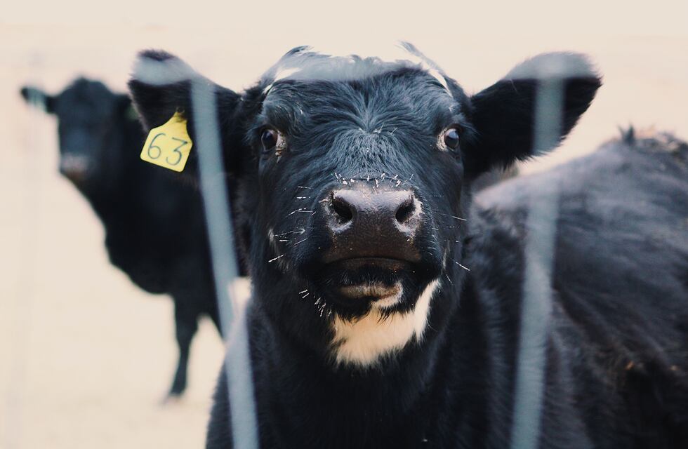 El negocio ganadero y el negocio lechero