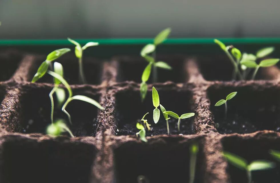 Nuevo método de apilamiento de genes acelera la transformación genética