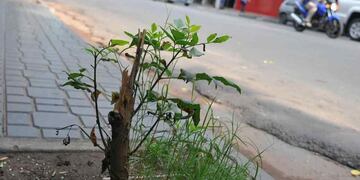 Sólo en el área central de la ciudad de Córdoba faltan 5.500 árboles.