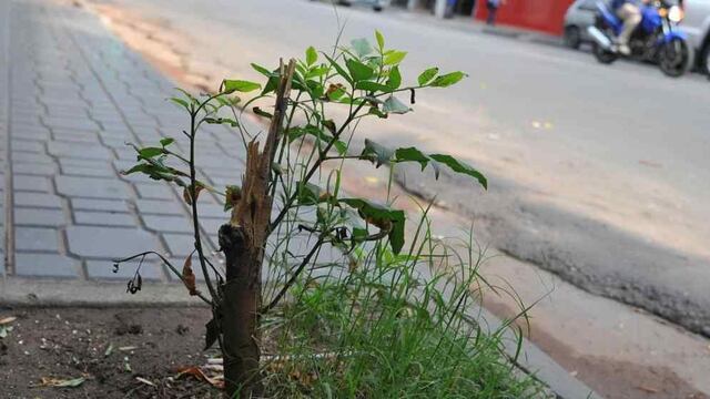 Sólo en el área central de la ciudad de Córdoba faltan 5.500 árboles.