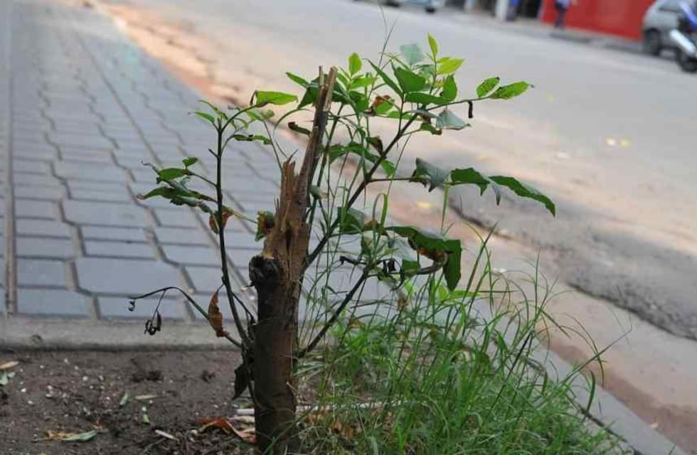 Propuesta verde: Río Tercero busca tener un árbol por cada habitante