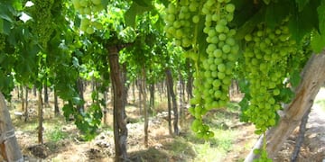 El Gobierno decretó un subsidio de hasta un 50% en la tarifa eléctrica para riego agrícola.