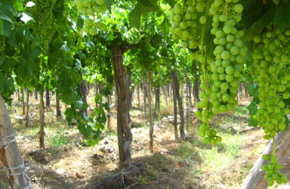 Productores agropecuarios sanjuaninos harán paro este miércoles