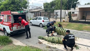 Allanamientos con secuestros de drogas y armas. (Policía)