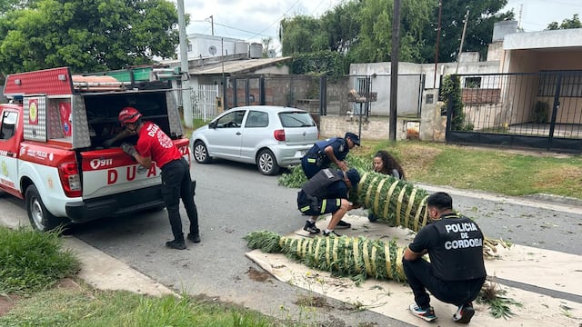 Allanamientos con secuestros de drogas y armas. (Policía)