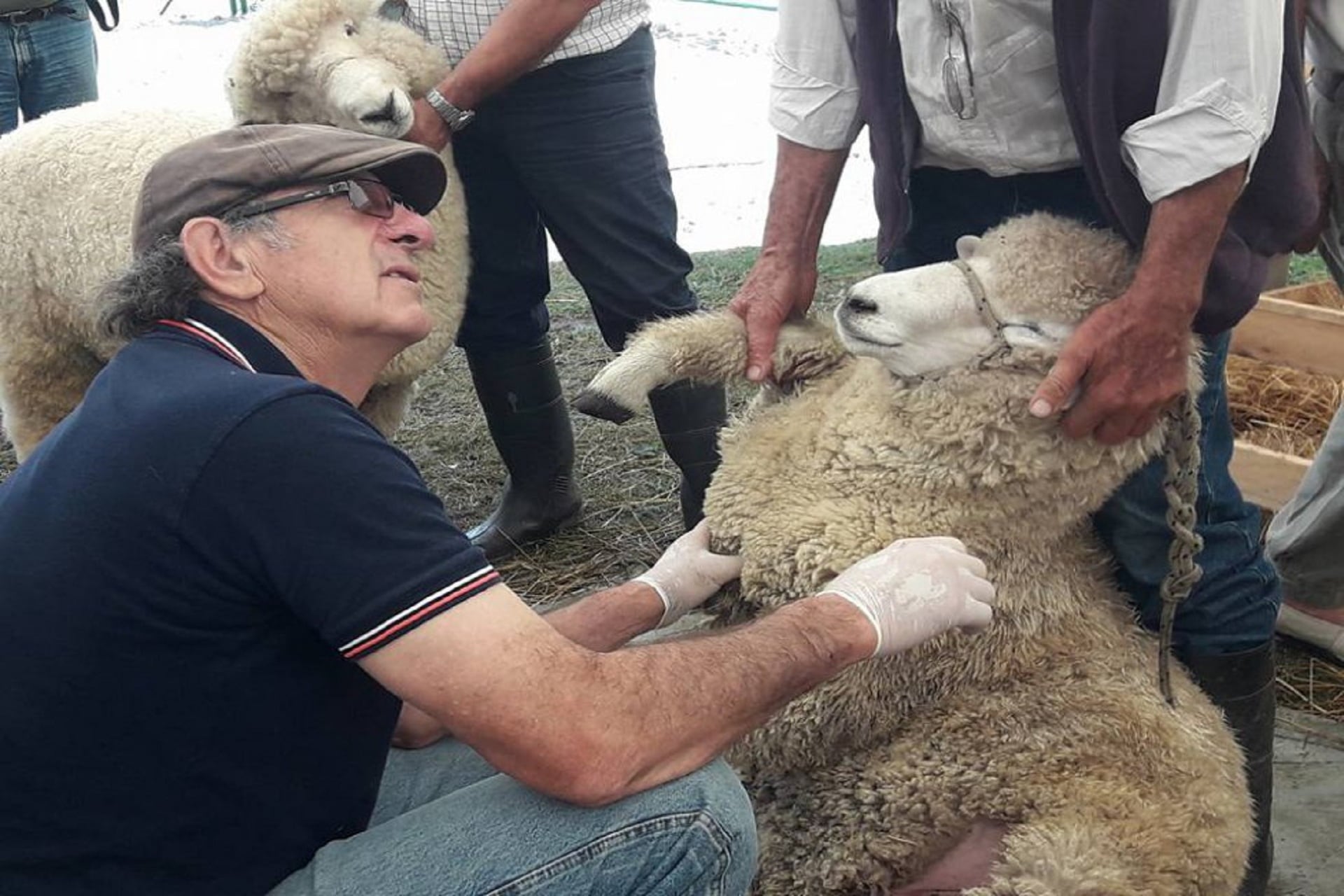 Exportación de carne ovina