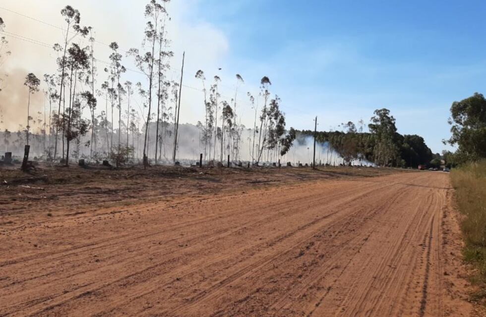 Ardió en llamas una forestación de la Caja de Jubilaciones de Federación