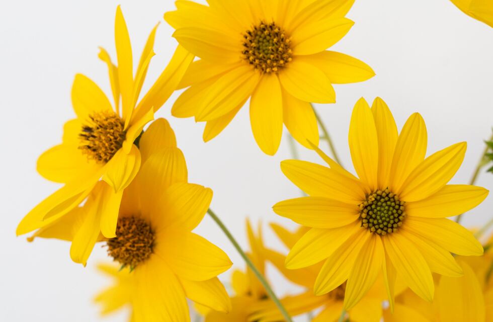 Equinoccio de primavera 2024: ¿a qué hora y qué día comienza la cálida estación?