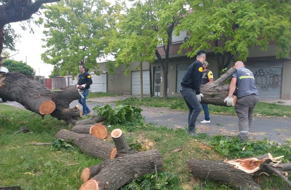El viento derribo árboles y postes de luz en La Plata