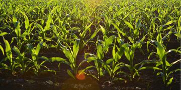 Agross reafirma su compromiso con el sector con su presencia en el anfiteatro de Jose Hernandez. (Foto: Agross)