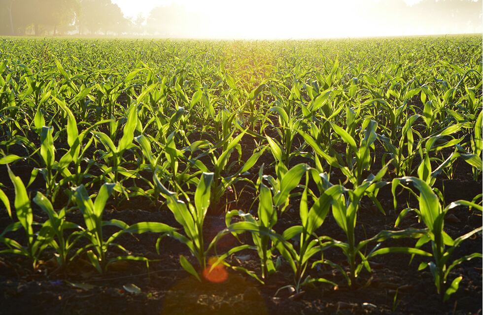 La economía cortó seis meses de caída por la mejora en la actividad agropecuaria