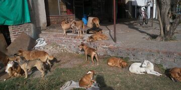 Proteccionistas de Gualeguaychú