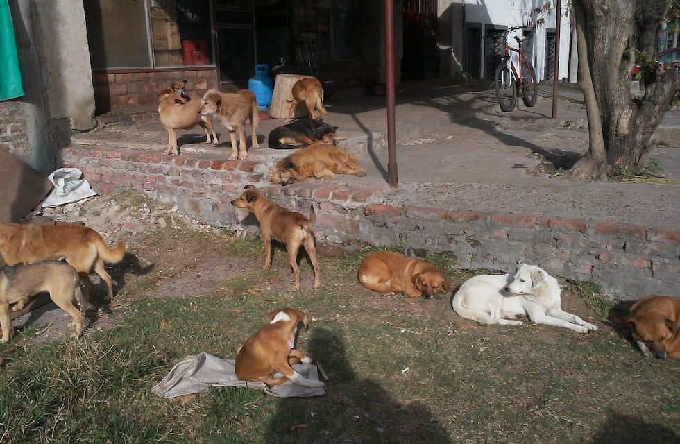 Proteccionistas de Gualeguaychú suman esfuerzo para proteger más de 60 animales