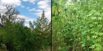 Marihuana en Guaymallén - Fuentes policiales