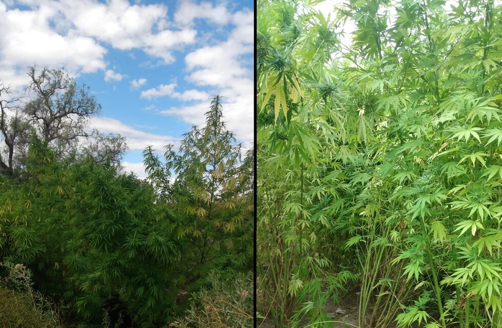 Encontraron una plantación de marihuana en una vivienda de Guaymallén