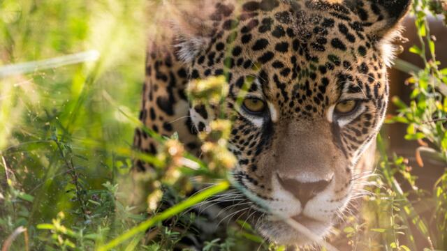 Las yaguaretés Nalá y Keraná comenzarán a caminar libremente por el monte chaqueño.