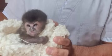 Rescatan a una cría de Mono Caí en Eldorado.