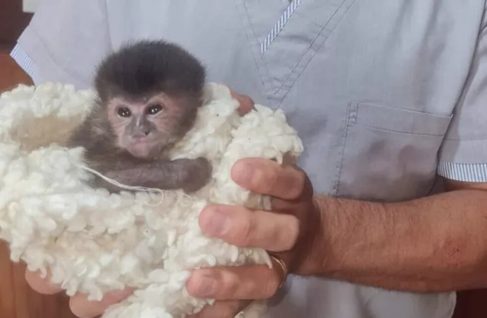 Rescatan a una cría de Mono Caí en Eldorado