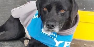 El perrito callejero fue adoptado por los trabajadores y le confeccionaron su propio uniforme.