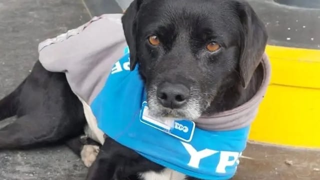 El perrito callejero fue adoptado por los trabajadores y le confeccionaron su propio uniforme.