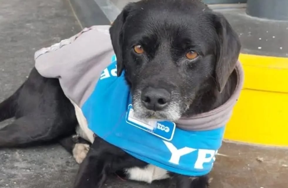 Una estación de servicios de Córdoba “contrató” a un perrito callejero y hasta le preparó un uniforme