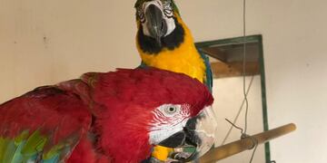 Lorenzo y Martín, los guanacos de Gualeguaychú/ ElDía.