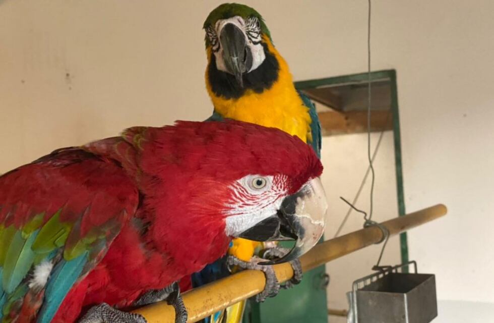 Lorenzo y Martín regresaron a la casa familiar